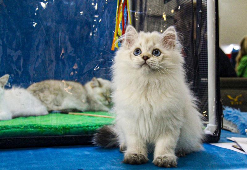 Rusija: Na sajmu izloženo 2.000 mačaka