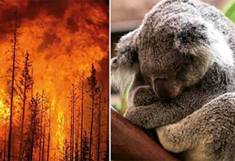 U požarima u Australiji uginulo 8.400 koala