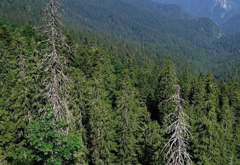 Prašuma Bobija - U BiH postoji čak 12 prašuma