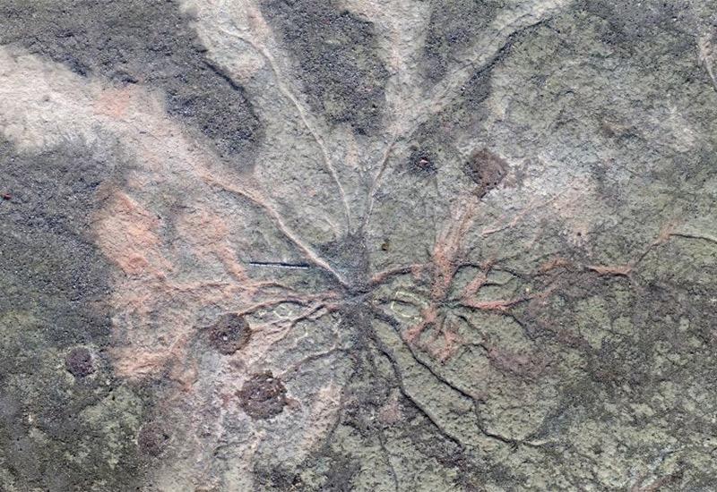 Otkrivena stabla stara 386 milijuna godina