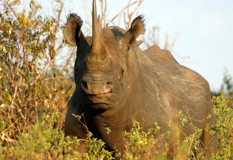 Uginula najstarija ženka crnog nosoroga