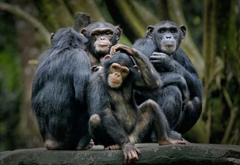 Majmuni vole zadirkivanje i šale kao i mala djeca