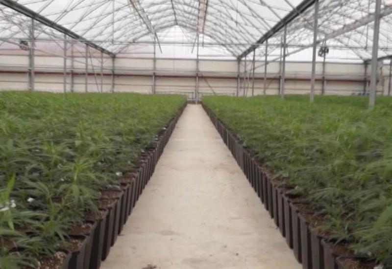 Nova afera u Srbiji: Kako je skrivana najveća plantaža marihuane u Europi - Nova afera u Srbiji: Kako je skrivana najveća plantaža marihuane u Europi