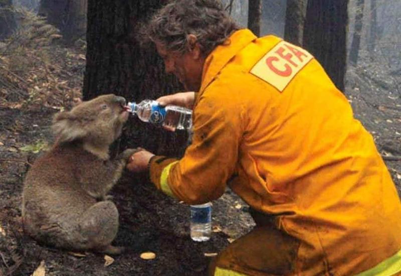 Stotine milijuna životinja stradale u australskim požarima