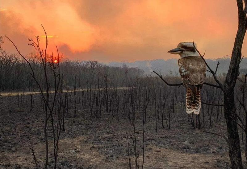 Nastradala su i staništa - Stotine milijuna životinja stradale u australskim požarima