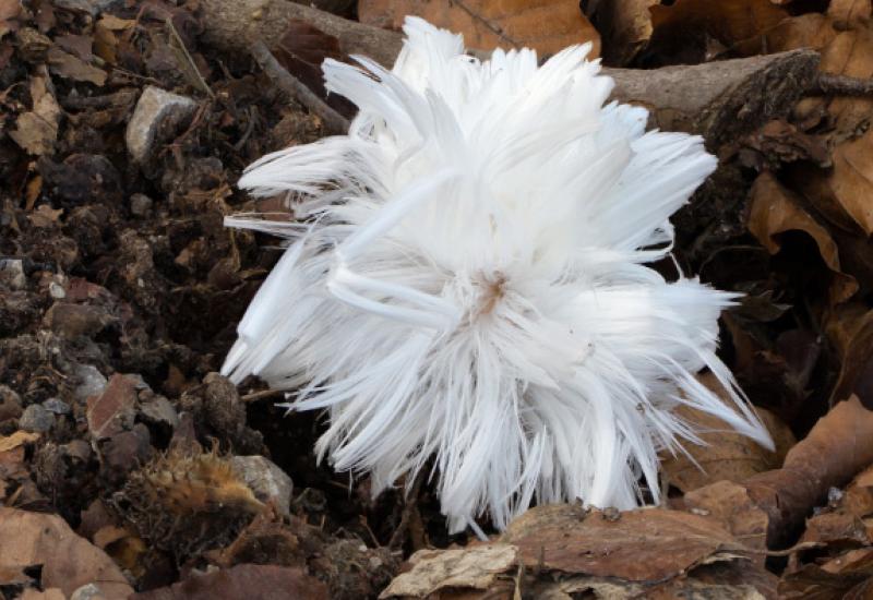 Paperjasti led se formira na trulom drveću zahvaćenom gljivom pod nazivom Exidiopsiseffus - Kakve sve vrste leda postoje u Rusiji?