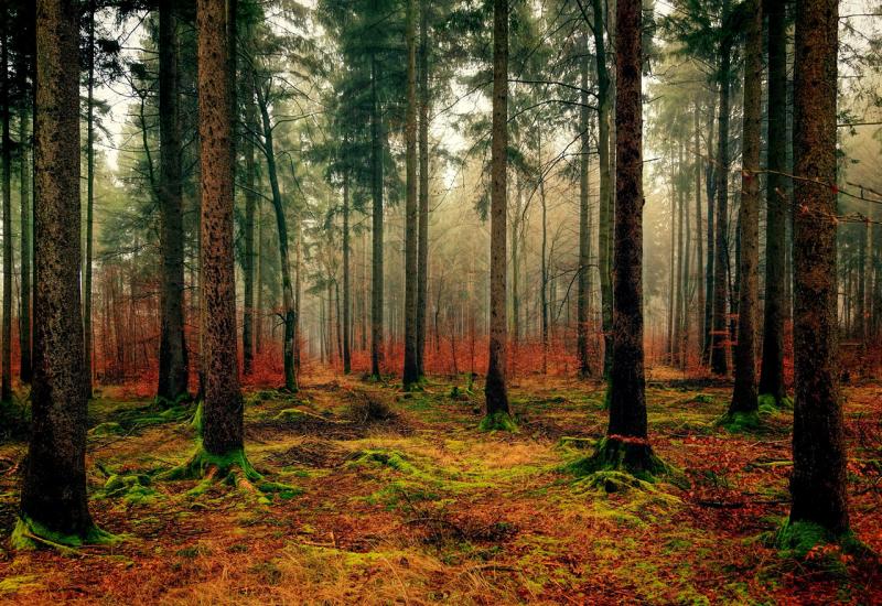 Udruženje inženjera i tehničara šumarstva poziva na podizanje svijeti o šumama