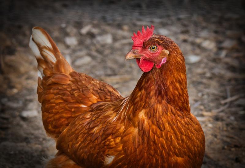 Upozorenje: Slučajevi ptičje ili kokošje gripe mogući i u BiH