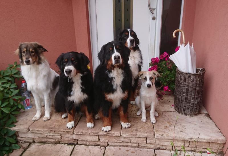 Animal Care Centar slavi prvi rođendan