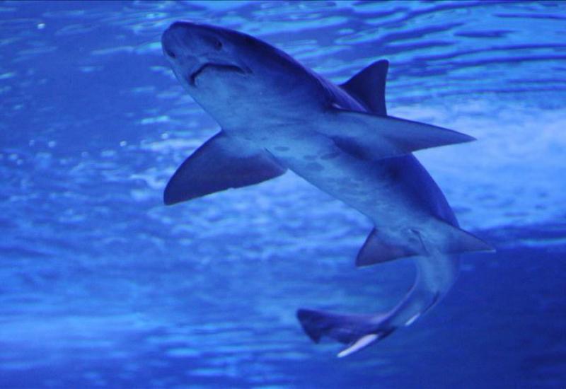 Ilustracija -  SAD: U luci Miami zaplijenjeno 635 kilograma peraja morskih pasa