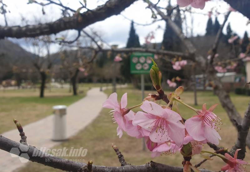 Mostar će biti domaćin Festivala japanske trešnje