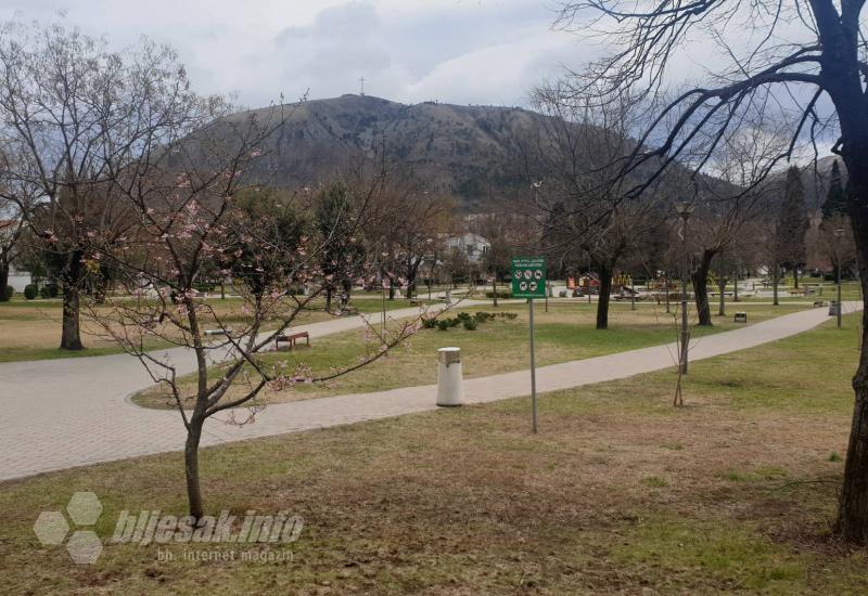 Procvjetala japanska trešnja usred Mostara - Procvjetala japanska trešnja usred Mostara