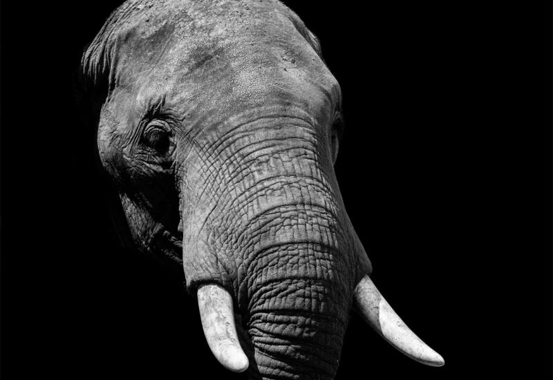 Bocvana prodaje dozvole za ubijanje slonova