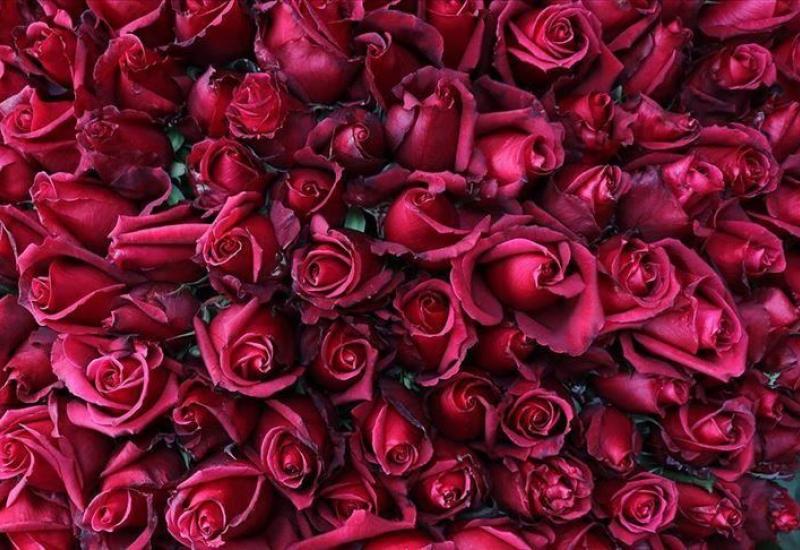Turska izvozi 60 milijuna ruža uoči Valentinova
