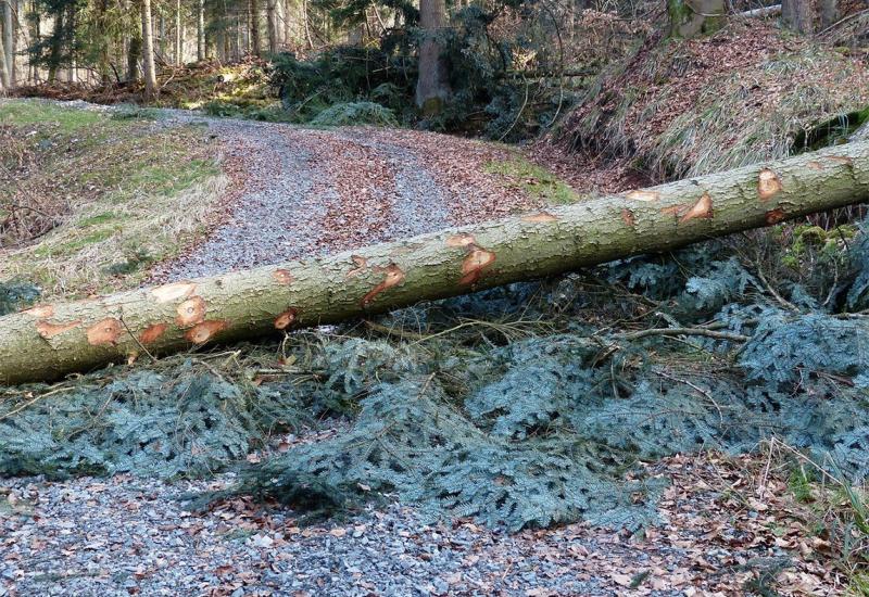 Jak vjetar srušio stablo u Sloveniji - Vjetar srušio stablo koje je ubilo vozača u Sloveniji