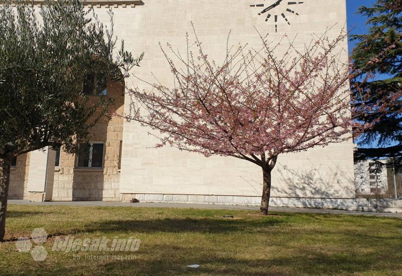 Proljeće ispred Hrvatskog doma herceg Stjepan Kosača - Stiglo proljeće u Mostar