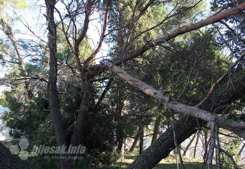 Šuma nije održavano dugo godina poslije rata - Devastacija šuma Mostara: Nemojmo dopustiti da i vjevericama 