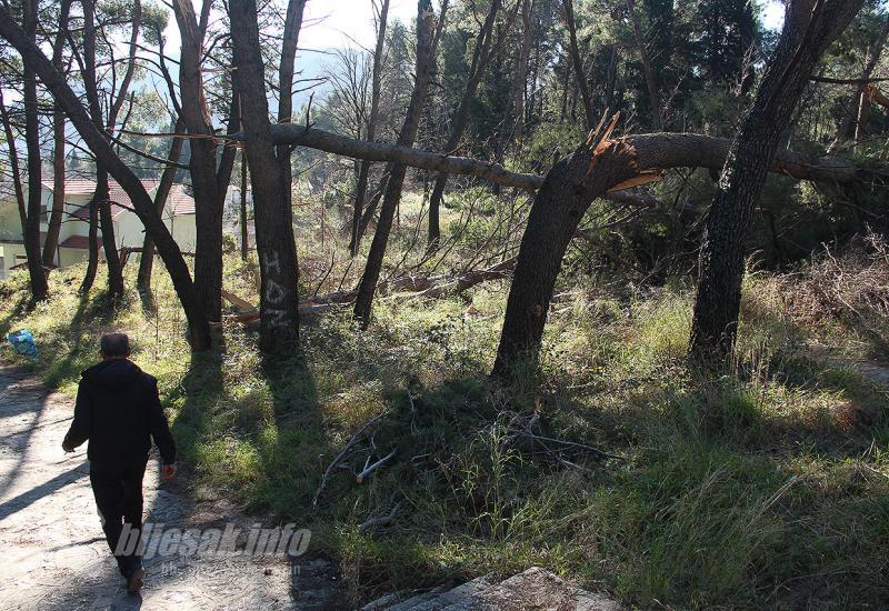Devastacija šuma Mostara: Nemojmo dopustiti da i vjevericama 'pukne film'