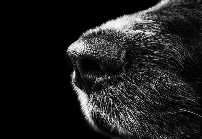 Pas s koronavirusom mogao bi biti prvi slučaj prijenosa zaraze s ljudi na životinje
