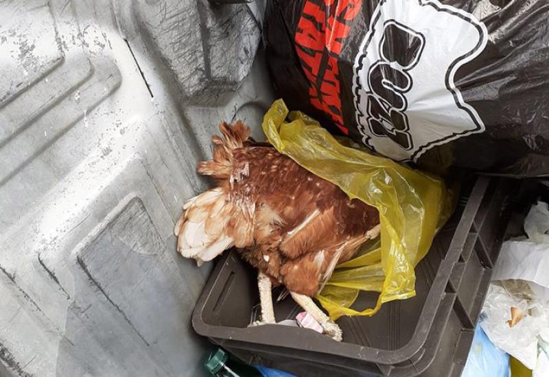 Mrtve životinje u smeću pored zatrpanih kontejnera - Komunalci odmah ujutro kreću s odvozom smeća; Čekaju ih i mrtve kokoške