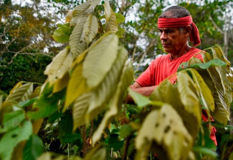 Ugrožena egzistencija - poljoprivrednik na plantaži koke - Trump u borbi protiv kokaina- zaprašivanje plantaža u Kolumbiji herbicidima