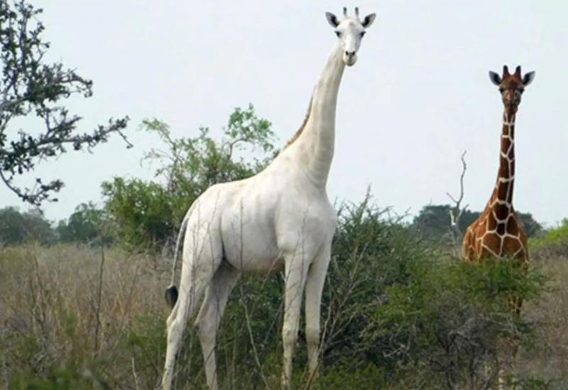 Ubijen jedini primjerak ženke bijele žirafe