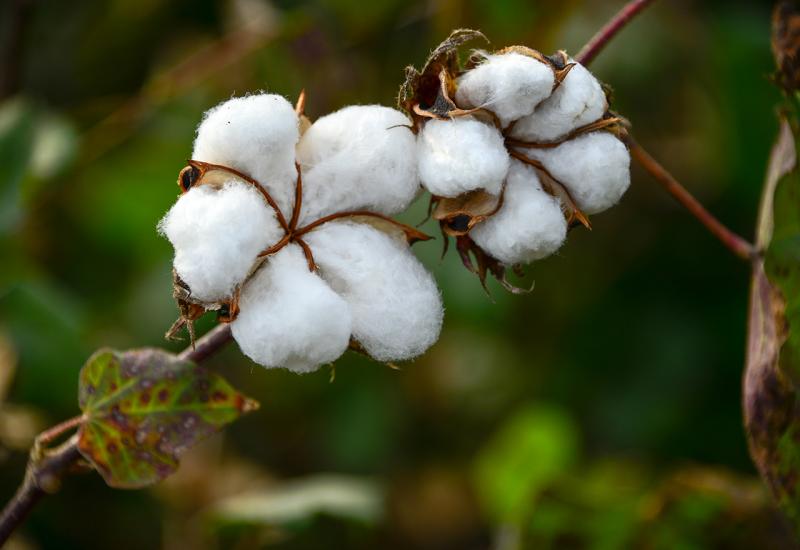 Biljka pamuka - Pamuk – biljka koja je obilježila tadašnju poslijeratnu hercegovačku poljoprivredu