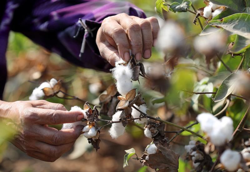 Pamuk – biljka koja je obilježila tadašnju poslijeratnu hercegovačku poljoprivredu