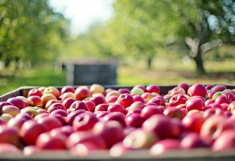 Kako uskladištiti jabuke da dočekaju zimu sočne