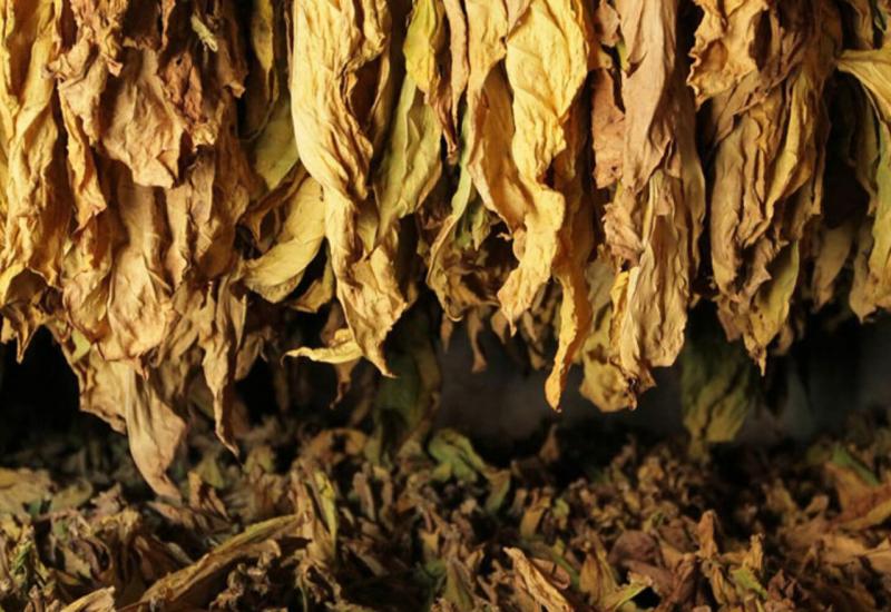 Kako se u Hercegovini uzgajao duhan, biljka koja je othranila brojne obitelji