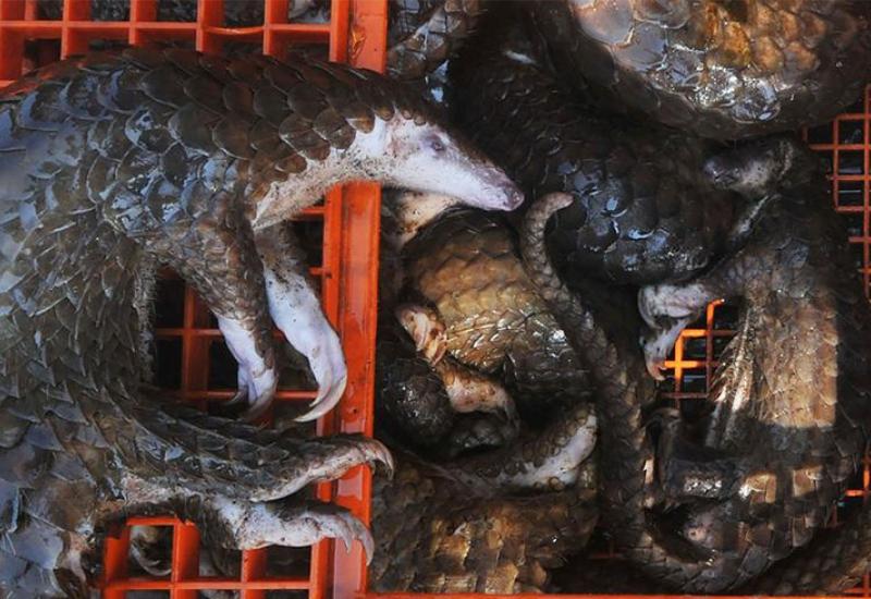 Zabrana trgovine divljim životinjama nakon izbijanja pandemije - Opasna kineska ljubav prema mesu divljih životinja