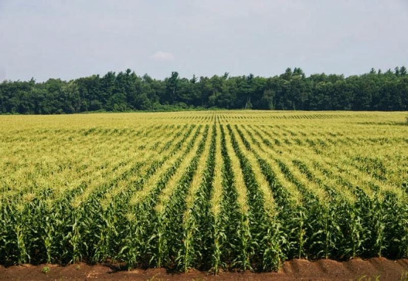 Poljoprivredna proizvodnja smanjena za 7,3 posto