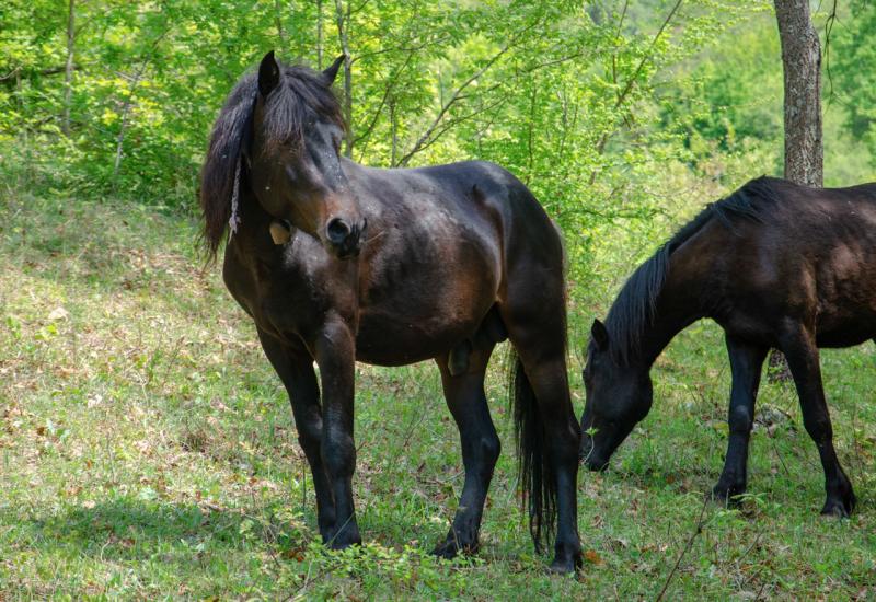 Konji na obali Jablaničkog jezera - Oaza za očuvanje bosanskog brdskog konja u Lizopercima