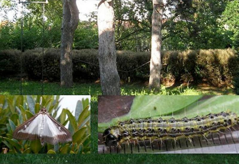 Savjeti za vrtlare: Vrijeme za borbu protiv šimširovog moljca