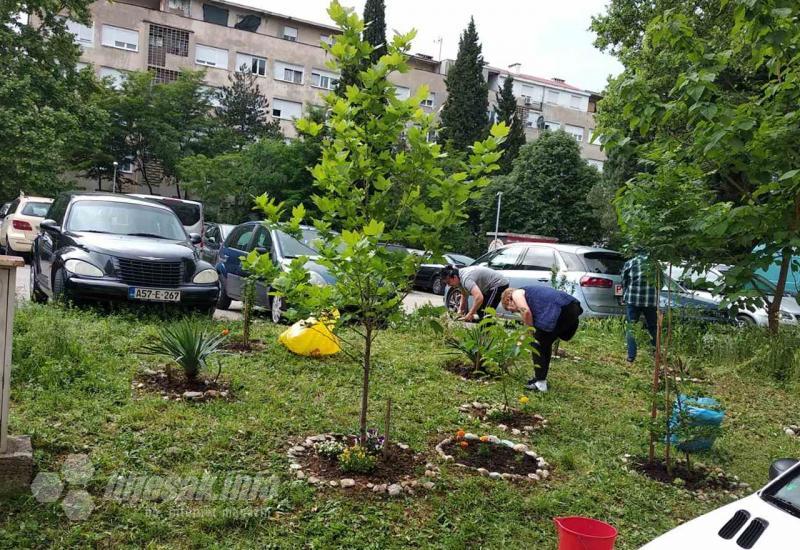 Novo cvijeće i drveće: Vrijednih ruku u Mostaru ima