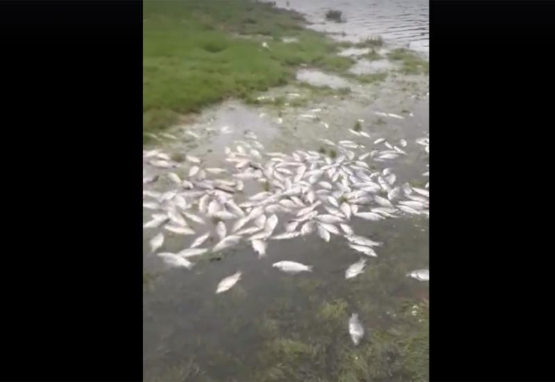 Pomor tisuće riba nakon ispuštanja vode iz Jablaničkog jezera