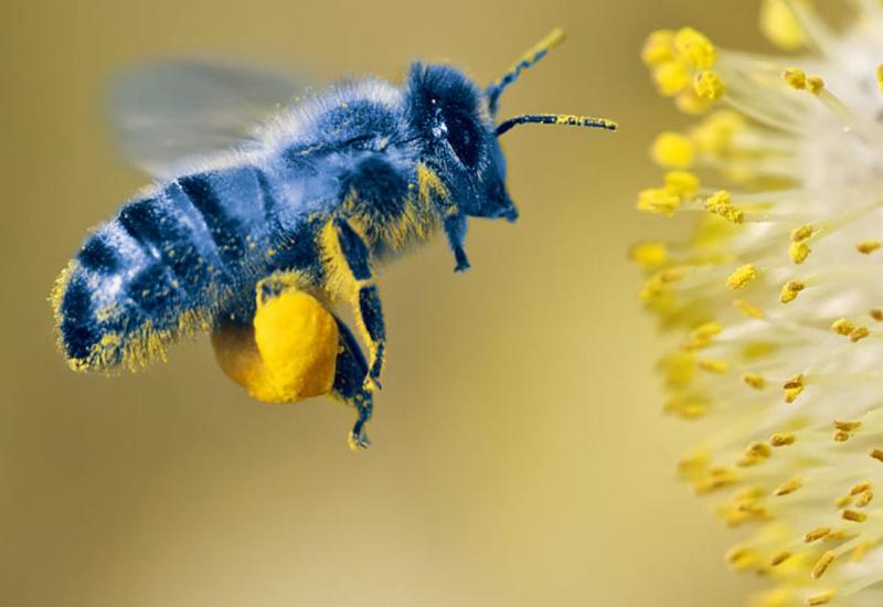 Rijetka plava pčela - Svjetski dan pčela, 20. svibanj, nova je prilika da se ukaže na njihov značaj