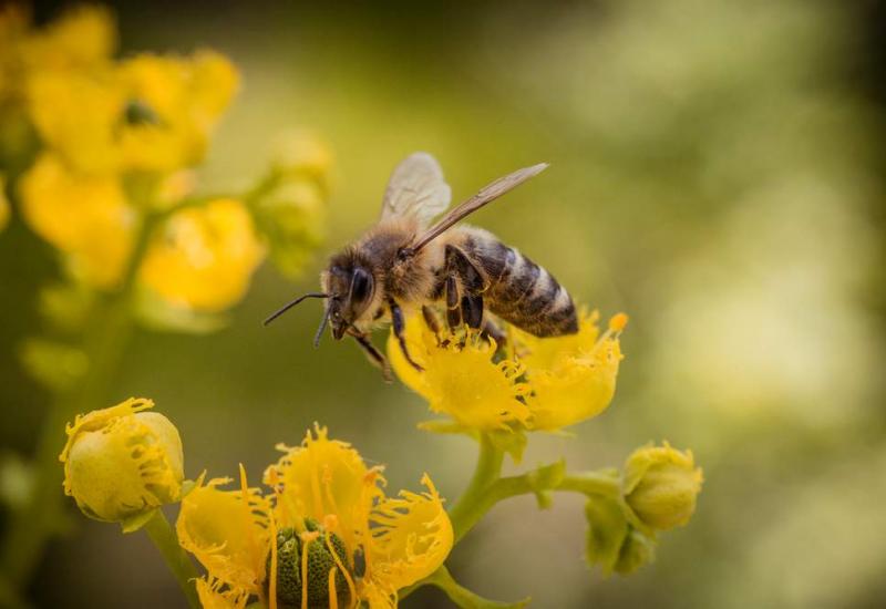 Studija: Pčelinji otrov uništava stanice raka dojke
