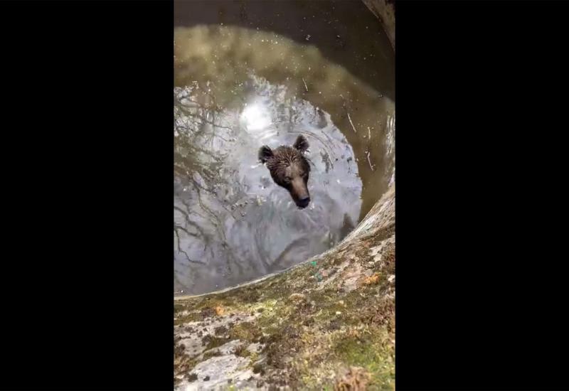 Lijepa priča iz Rame: Dobri ljudi spasili medvjeda iz bunara