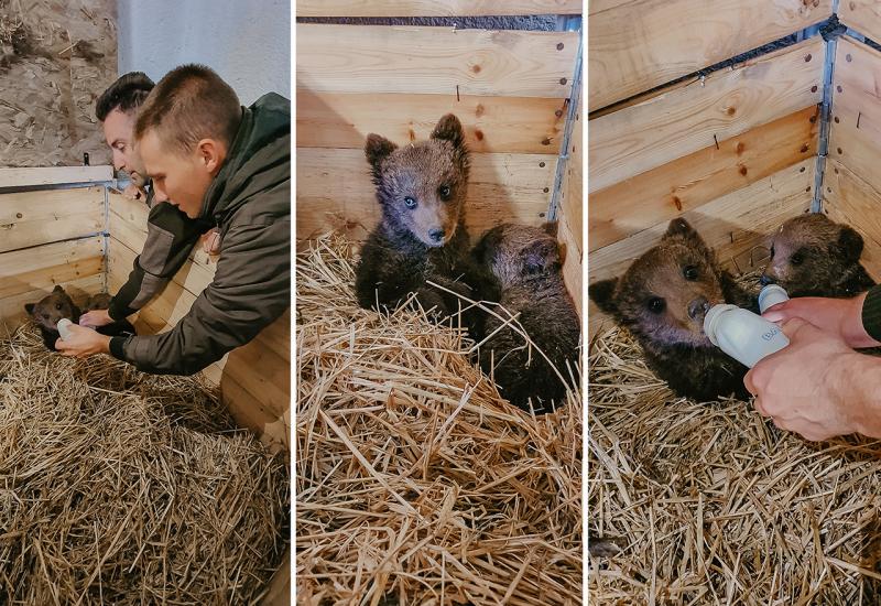 Medvjedići iz Kreševa stigli u novi dom, Bingov zoološki vrt u Tuzli