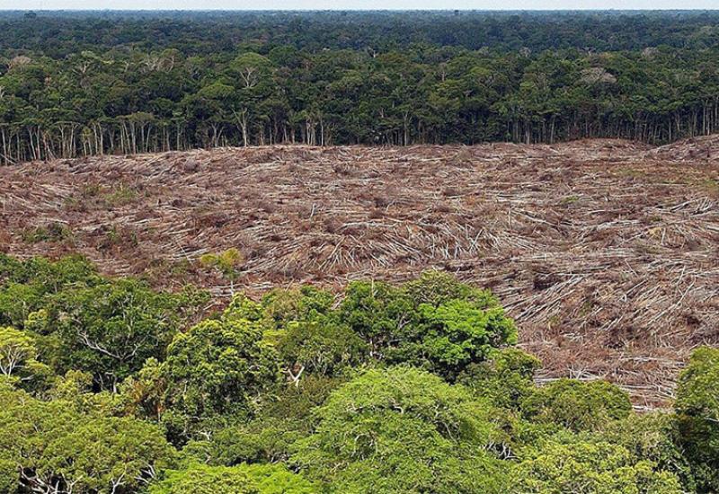 Svakih šest sekundi uništi se prašuma veličine nogometnog igrališta