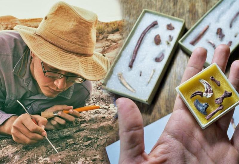 U Argentini pronađeni ostaci krilatog dinosaura mesoždera