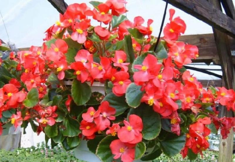 Begonija je idealna biljka za one koji nemaju puno vremena - Sedam balkonskih ljepotica koje ne trebaju puno sunca ni njege