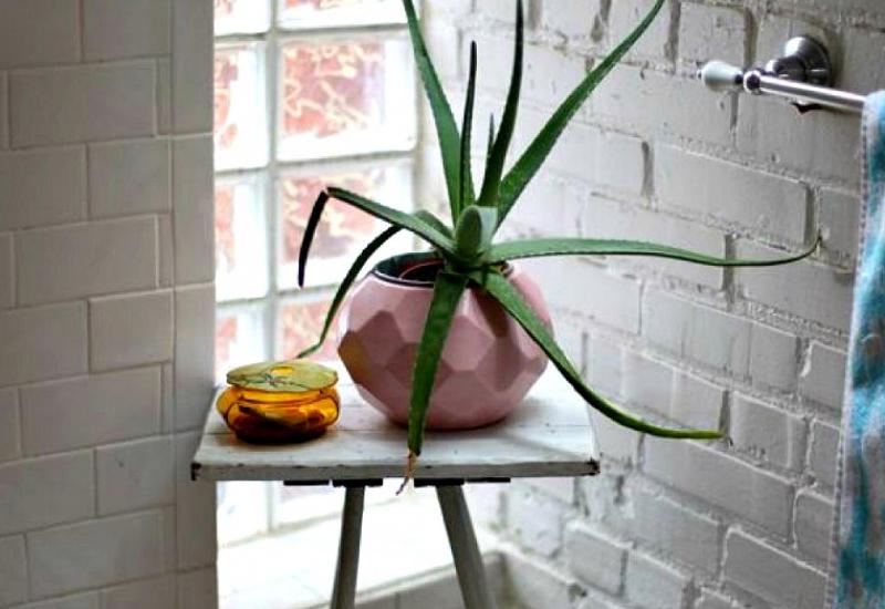 Aloe vera ne traži puno svjetlosti, - Biljke u kupaonici - odlična ideja  