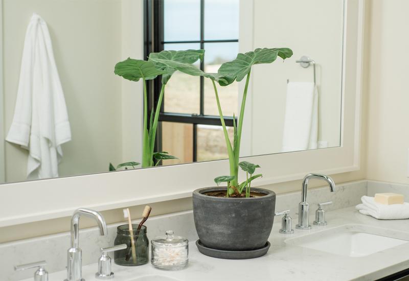 Idealan za kupaonice u kojima je malo prirodne svjetlosti - Biljke u kupaonici - odlična ideja  