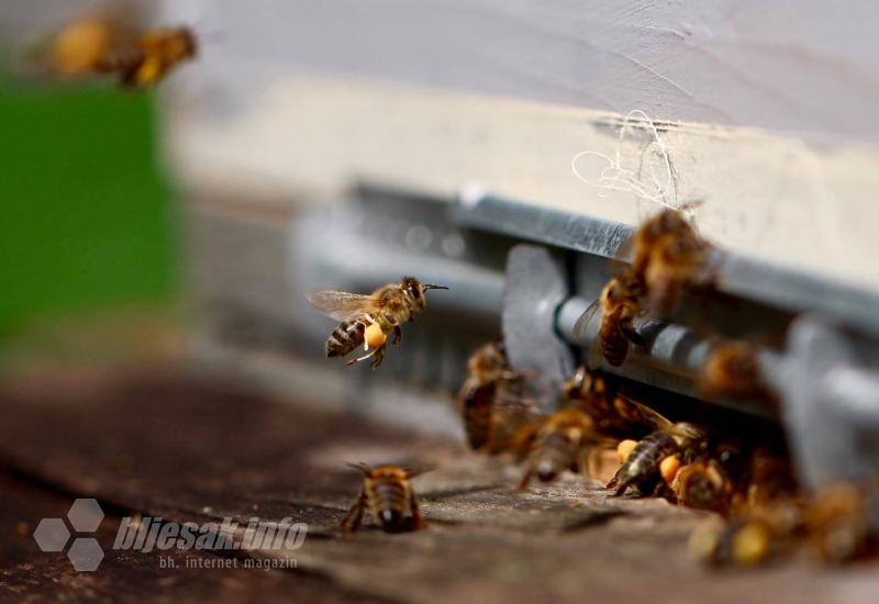 Pčele - Svjetski dan pčela, 20. svibanj, nova je prilika da se ukaže na njihov značaj