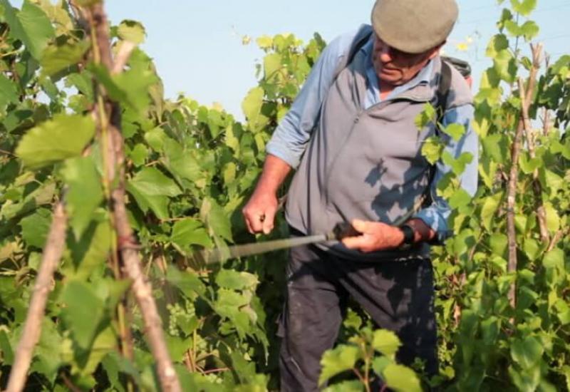 Prskanje vinove loze - Preporuka poljoprivrednim proizvođačima: Biljke držati po totalnom zaštitom