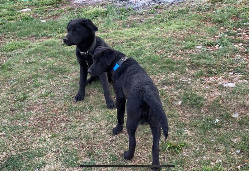 Traže se psi: Štenad labradora nestali u naselju Bučići