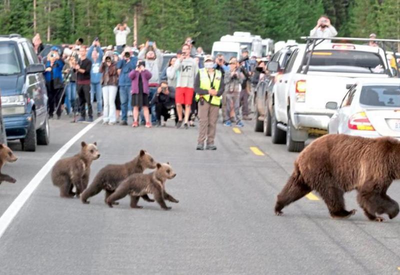 Sa - Slavna medvjedica: Sve se zaustavi kad njezini medvjedići prelaze cestu