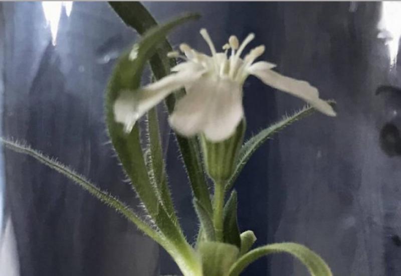 Silene stenophylla - Procvjetala biljka stara 32.000 godina